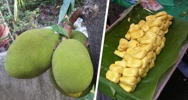 Отправляемся за фруктами в Нячанге: Джекфрут – гигантский плод с сюрпризом