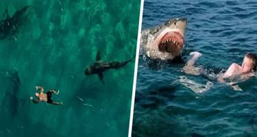 Ученые воссоздали смертельное нападение акул на туристов у берегов Израиля