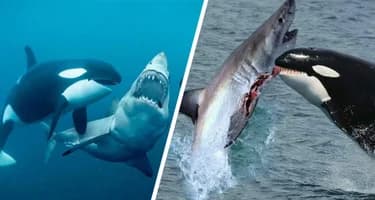 Печень – всему голова: Косатки нападают на больших белых акул и пожирают их заживо