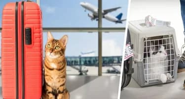 Кошка, которую эгоистичный хозяин «выбросил» в аэропорту, удивила его своей судьбой