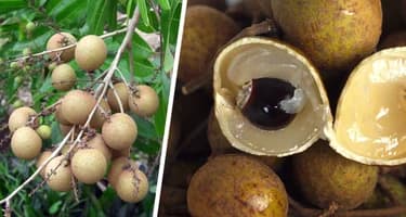 Отправляемся за фруктами в Нячанге: Лонган – глаз дракона с тропическим характером