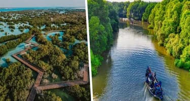 Прогулка по Абу-Даби: мангровые заросли – дыхание природы в сердце города