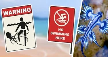 Купаться запрещено: Испания закрывает пляжи из-за голубых драконов