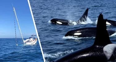 Морские бандиты: косатки отправляют туристическую яхту на дно у берегов Португалии