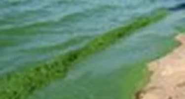 Паттайский пляж позеленел и завонял