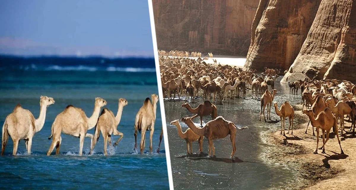 Названа новая достопримечательность Египта: место, где пустыня встречается с Красным морем