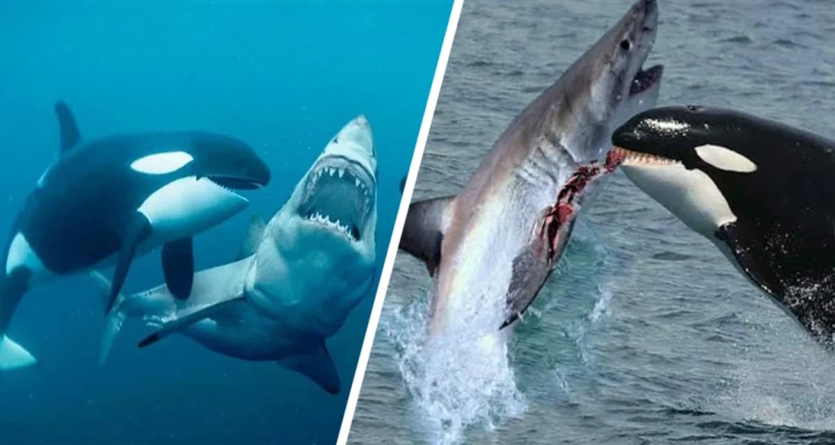 Печень – всему голова: Косатки нападают на больших белых акул и пожирают их заживо