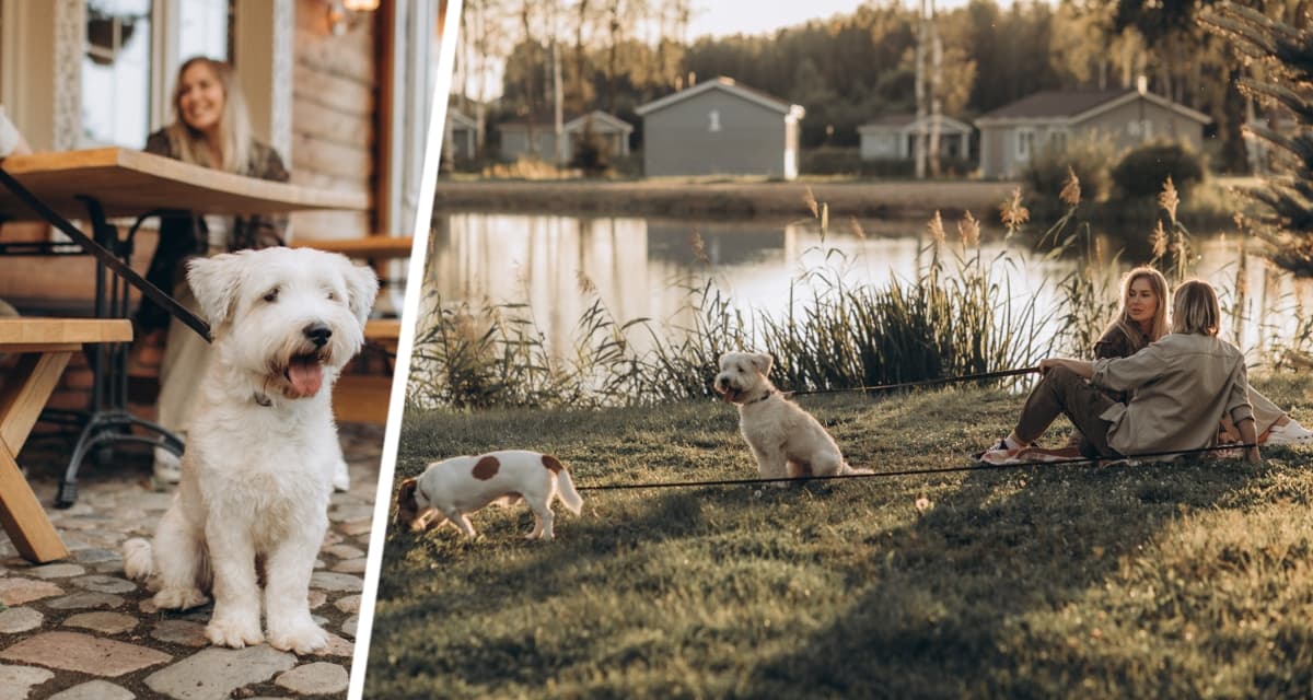 Назван первый сертифицированный Pet Friendly отель в России: путешествуйте теперь с питомцами - собачками и кошечками