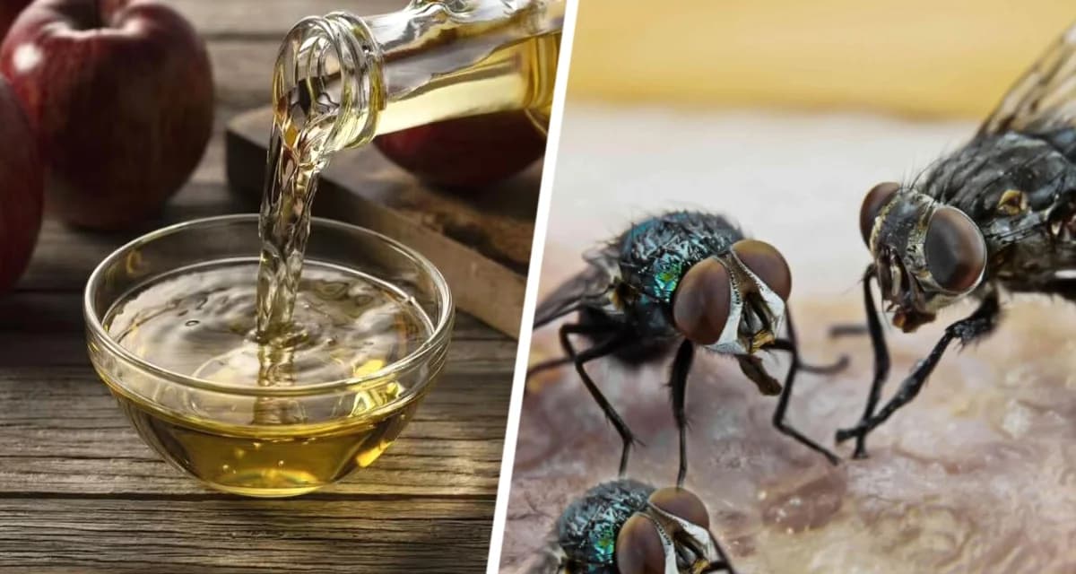 Поставьте на подоконник миску с этим средством и все мухи останутся там