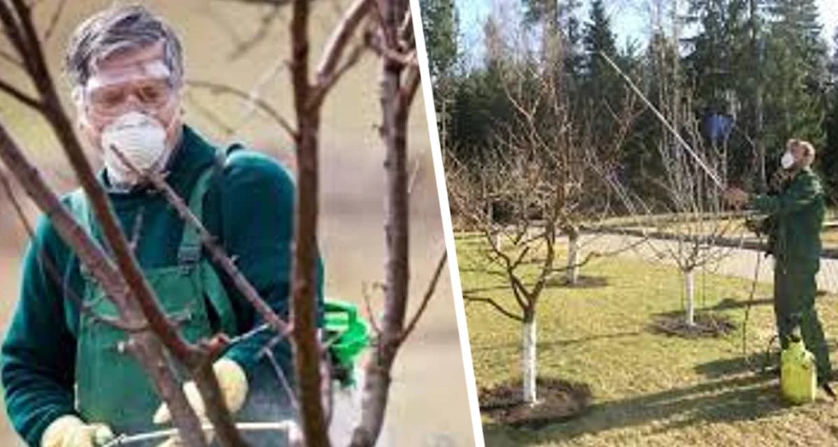 Апрельские работы на даче: как получить рекордный урожай черной смородины?