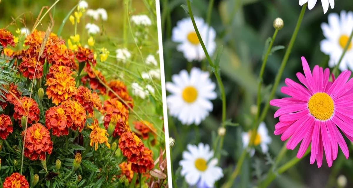 Комары не подлетят к вашему саду или дому, если на клумбах будет расти этот цветок