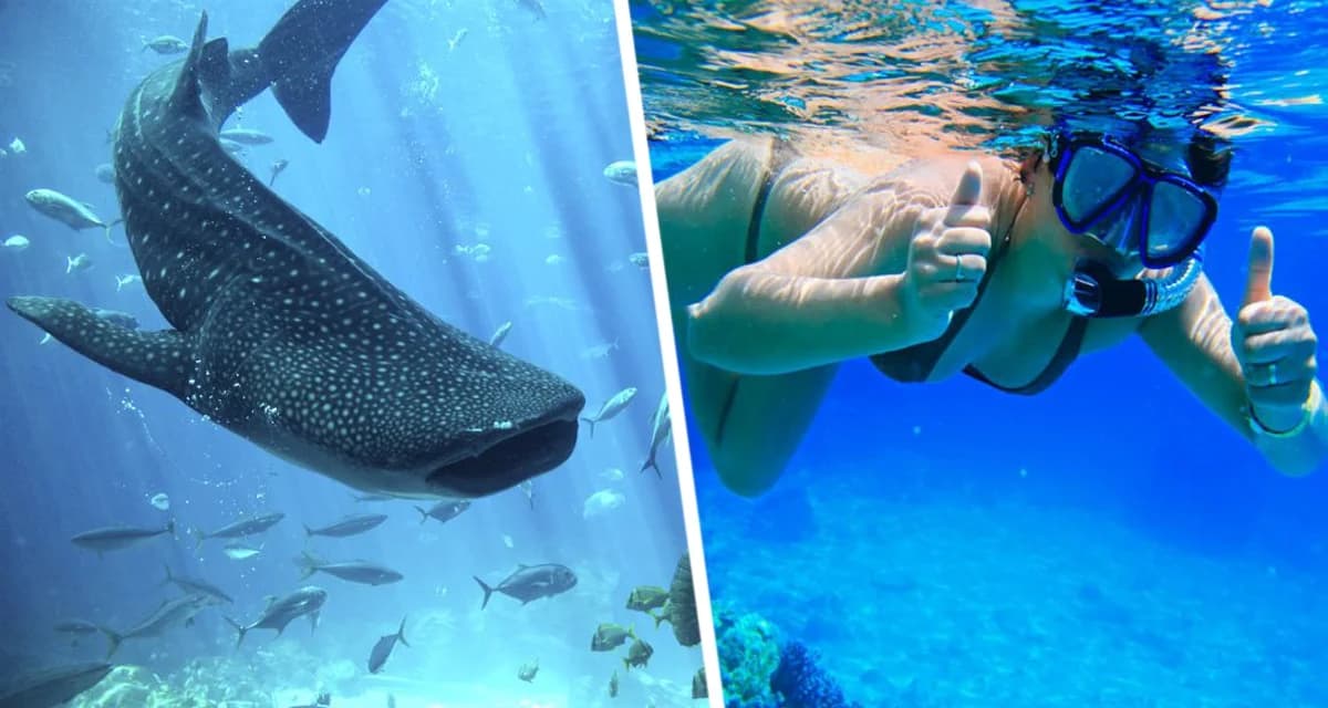 Гигантская акула пришла на пляжи Хургады: туристы в панике