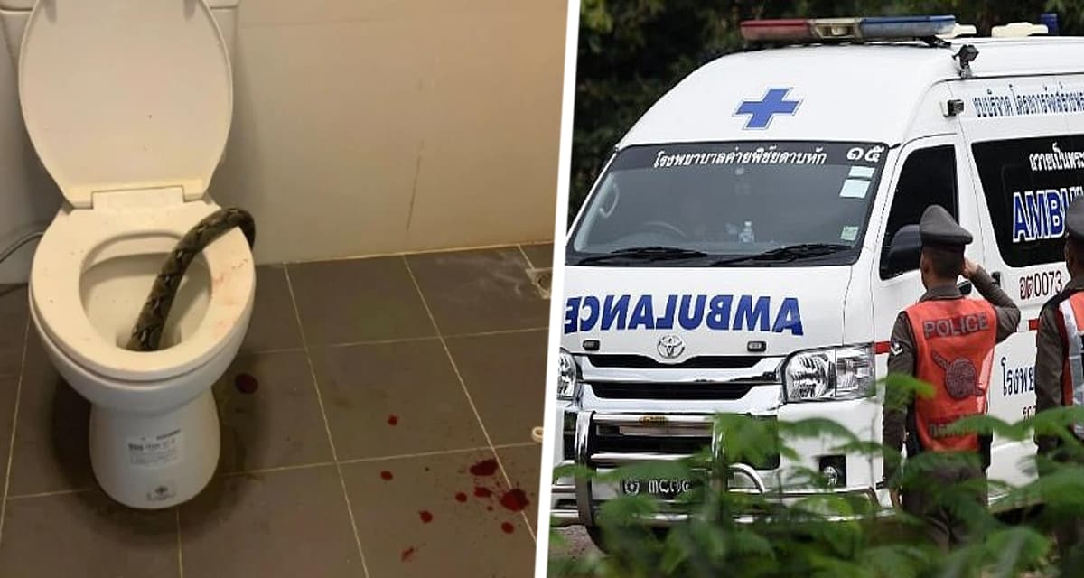Из унитаза вылезла загадочная голова: туристам в Таиланде рекомендовано проверять туалеты перед использованием