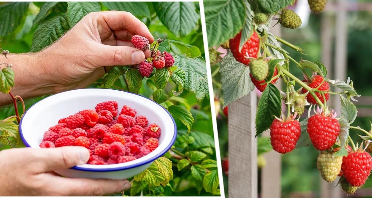Малина больше не сохнет и плодоносит ведрами: не забываете про этот важный шаг в уходе