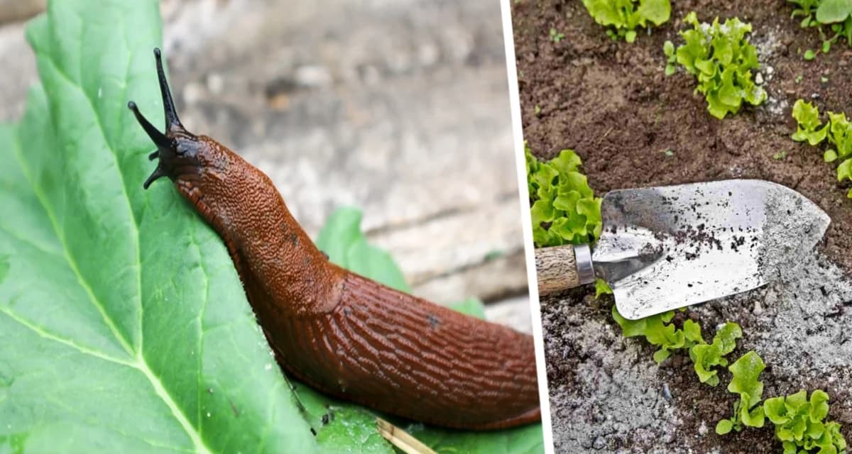 Слизни и гусеницы теперь обходят капусту стороной: дачник-ветеран раскрыл секреты неуязвимости
