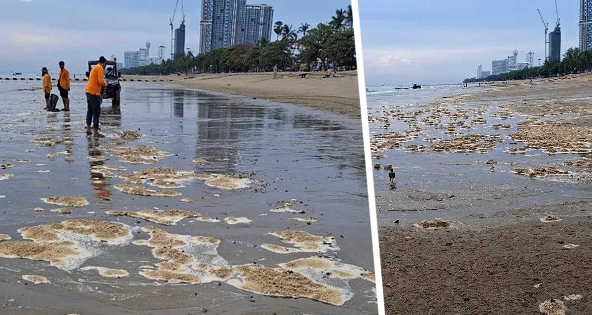 На пляжах Паттайи начался «красный прилив»: «китовые какашки» сильно напугали туристов