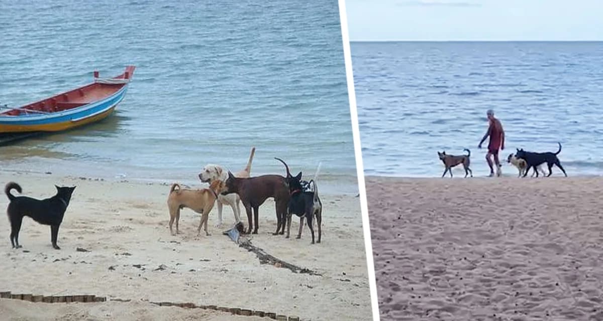 Любовь и сострадание к животным стали причиной депортации туриста с популярного курорта