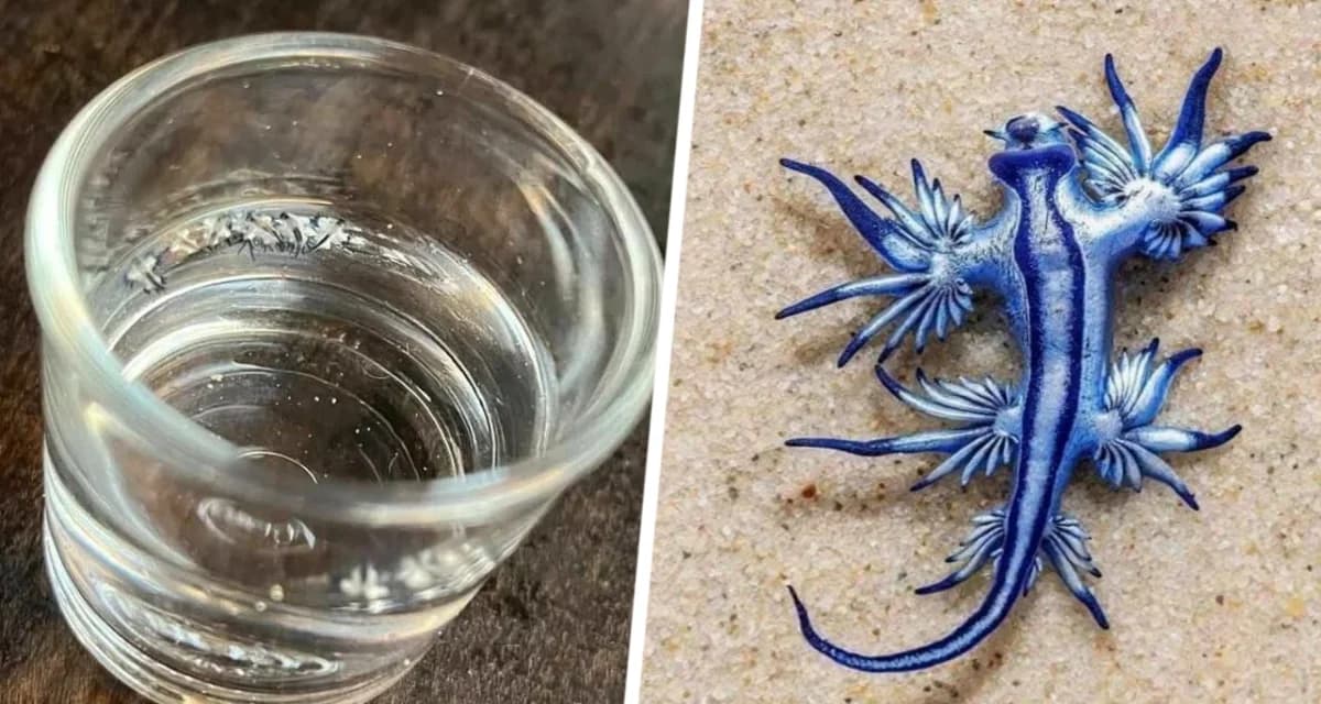 Голубая смерть: смертельный морской дракон вернулся на Пхукет, туристы сильно напуганы