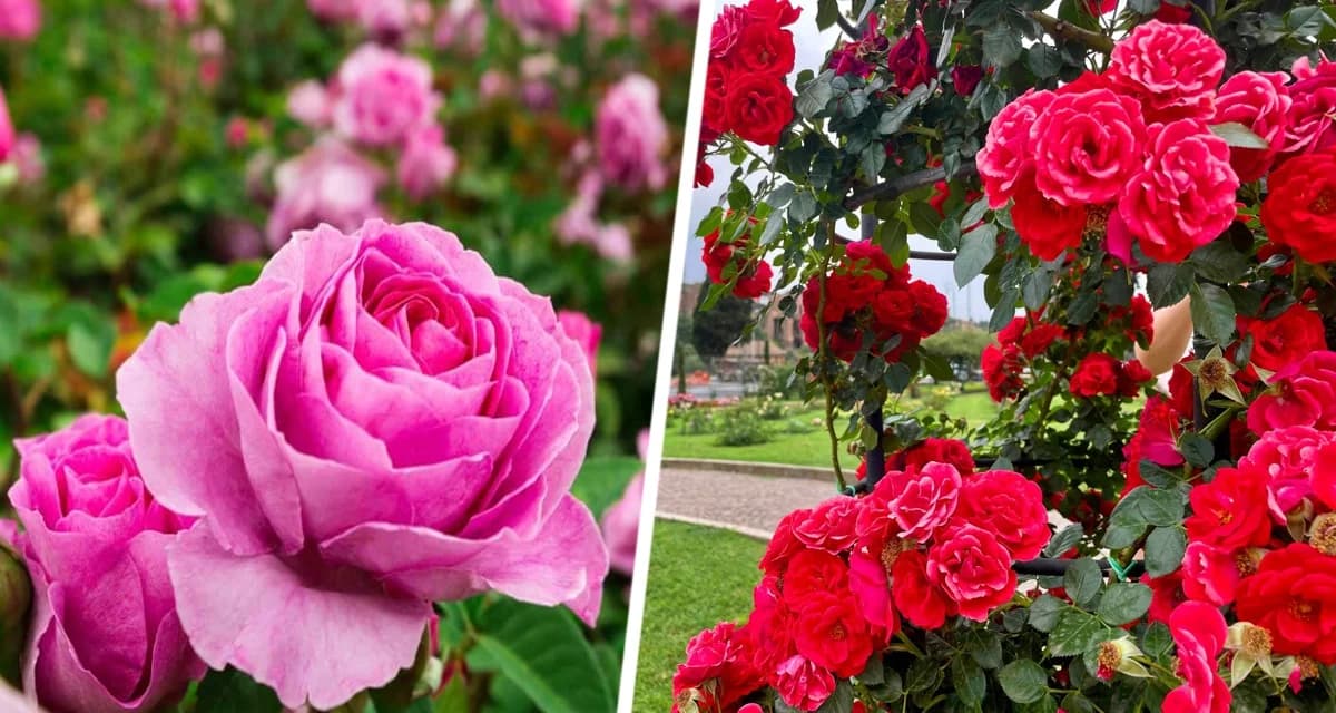 Королева цветов готовится к осени: Секреты ухода за розами в августе