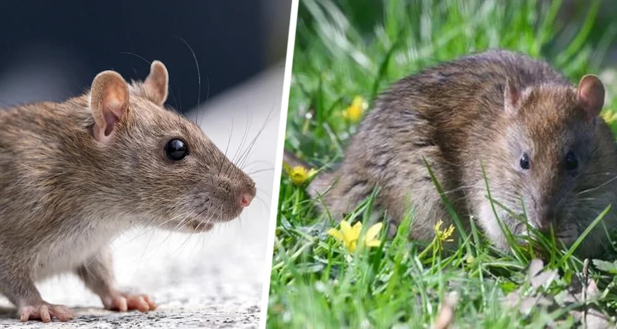 Благодаря этим трём «приятно пахнущим» цветам крысы будут держаться подальше от вашего дома и сада