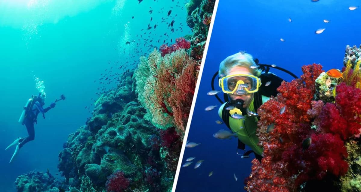 «Дайвинг по лицензии»: тайский курорт вводит жесткие правила для любителей подводных приключений