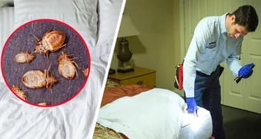 Туристам сообщили признаки наличия в номере отеля клопов Туристам сообщили признаки наличия в номере отеля клопов