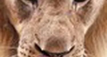 В Ботсване львы облизали палатку, в которой находились туристы В Ботсване львы облизали палатку, в которой находились туристы