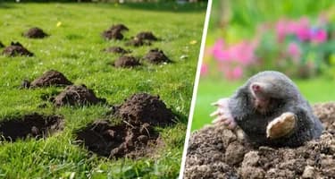 Один стакан на 5 литров воды и никаких кротов на дачном участке: не многие знают об этом простом средстве Один стакан на 5 литров воды и никаких кротов на дачном участке: не многие знают об этом простом средстве