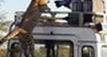 Кошка и вспышка Кошка и вспышка