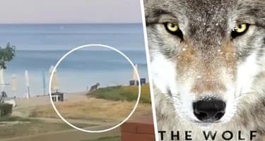 Волк загрыз туристку прямо на пляже: ужас и паника охватила популярный курорт Греции Волк загрыз туристку прямо на пляже: ужас и паника охватила популярный курорт Греции