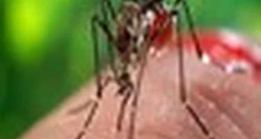 ВОЗ предупреждает туристов о тропической лихорадке ВОЗ предупреждает туристов о тропической лихорадке