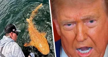 «Акула Трампа»: В Коста-Рике выловили оранжевого мутанта, вызвавшего бурю ассоциаций «Акула Трампа»: В Коста-Рике выловили оранжевого мутанта, вызвавшего бурю ассоциаций