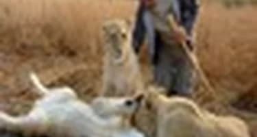 Там, на неведомых дорожках: Замбия приглашает туристов на встречу с дикими львами Там, на неведомых дорожках: Замбия приглашает туристов на встречу с дикими львами