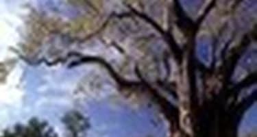 Намибия будет зазывать туристов «деревенским» способом  Намибия будет зазывать туристов «деревенским» способом