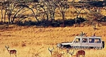 Российские туристы начали активнее бронировать сафари-туры в Центральную Африку Российские туристы начали активнее бронировать сафари-туры в Центральную Африку