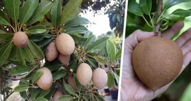 Отправляемся за фруктами в Нячанге: Саподилла – карамельная сладость тропиков Отправляемся за фруктами в Нячанге: Саподилла – карамельная сладость тропиков