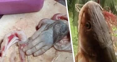 Ужин с секретом: Рыбак выловил сома с человеческой рукой в животе Ужин с секретом: Рыбак выловил сома с человеческой рукой в животе