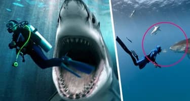 Акулы стали чаще нападать на туристов из-за глупых блогеров Акулы стали чаще нападать на туристов из-за глупых блогеров