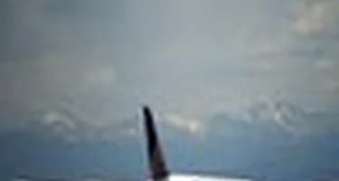 Boeing 787 Dreamliner экстренно сел в аэропорту Сиэтла Boeing 787 Dreamliner экстренно сел в аэропорту Сиэтла