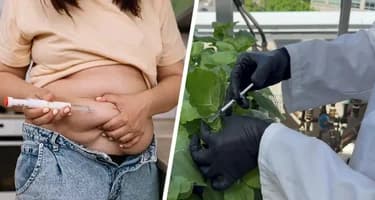 Вскоре вы сможете выращивать в домашних условиях препараты для похудения, подобные Ozempic Вскоре вы сможете выращивать в домашних условиях препараты для похудения, подобные Ozempic