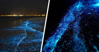 Млечный путь под волнами: раскрыта тайна мерцающего «Звёздного моря» Мальдив Млечный путь под волнами: раскрыта тайна мерцающего «Звёздного моря» Мальдив