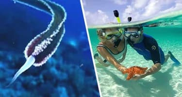 Осторожно, Хургада! Кто скрывается в глубинах Красного моря и как избежать встречи Осторожно, Хургада! Кто скрывается в глубинах Красного моря и как избежать встречи