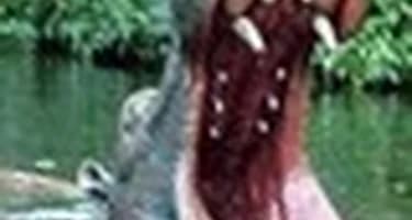 В Замбии бегемот убил туриста В Замбии бегемот убил туриста