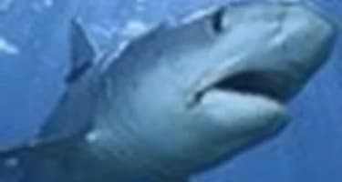 Туристов во Владивостоке оградят от акул с помощь сеток Туристов во Владивостоке оградят от акул с помощь сеток