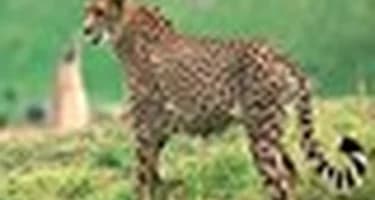 Иди и не оглядывайся: в Намибии гепард чуть было не растерзал норвежскую туристку Иди и не оглядывайся: в Намибии гепард чуть было не растерзал норвежскую туристку