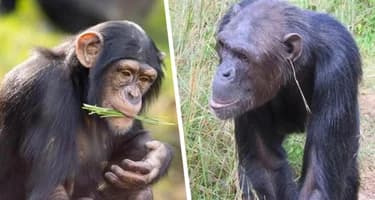 Все как у людей: следуя бессмысленной моде шимпанзе вставляют себе траву в уши и в зад, чтобы повыпендриваться Все как у людей: следуя бессмысленной моде шимпанзе вставляют себе траву в уши и в зад, чтобы повыпендриваться