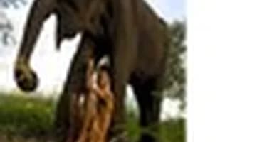 На Пхукете слон напал на туриста из Одессы На Пхукете слон напал на туриста из Одессы