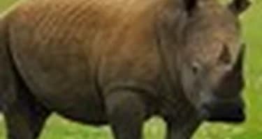 В Намибии носорог напал на туристов В Намибии носорог напал на туристов