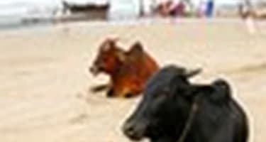 Русский информационный центр поможет туристам в Гоа Русский информационный центр поможет туристам в Гоа