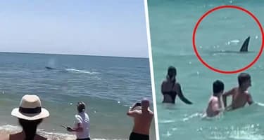 Акула утащила туристку на популярном курорте: хищник принадлежит к виду, убившему россиянина в Хургаде Акула утащила туристку на популярном курорте: хищник принадлежит к виду, убившему россиянина в Хургаде